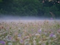 Een veld vol bloemen, met een mistige achtergrond en dichte bomen.