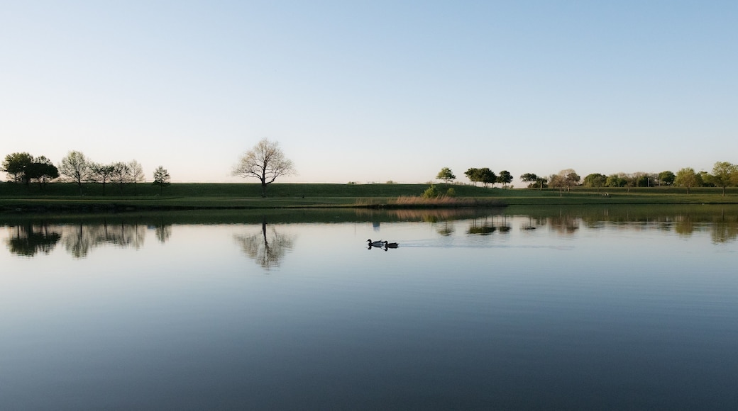 Serenity. Two ducks glide on a glassy pond at my neighborhood park. #MyBackyard