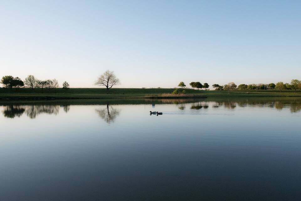 Un lago tranquilo con un solo árbol en el centro y un pato nadando.