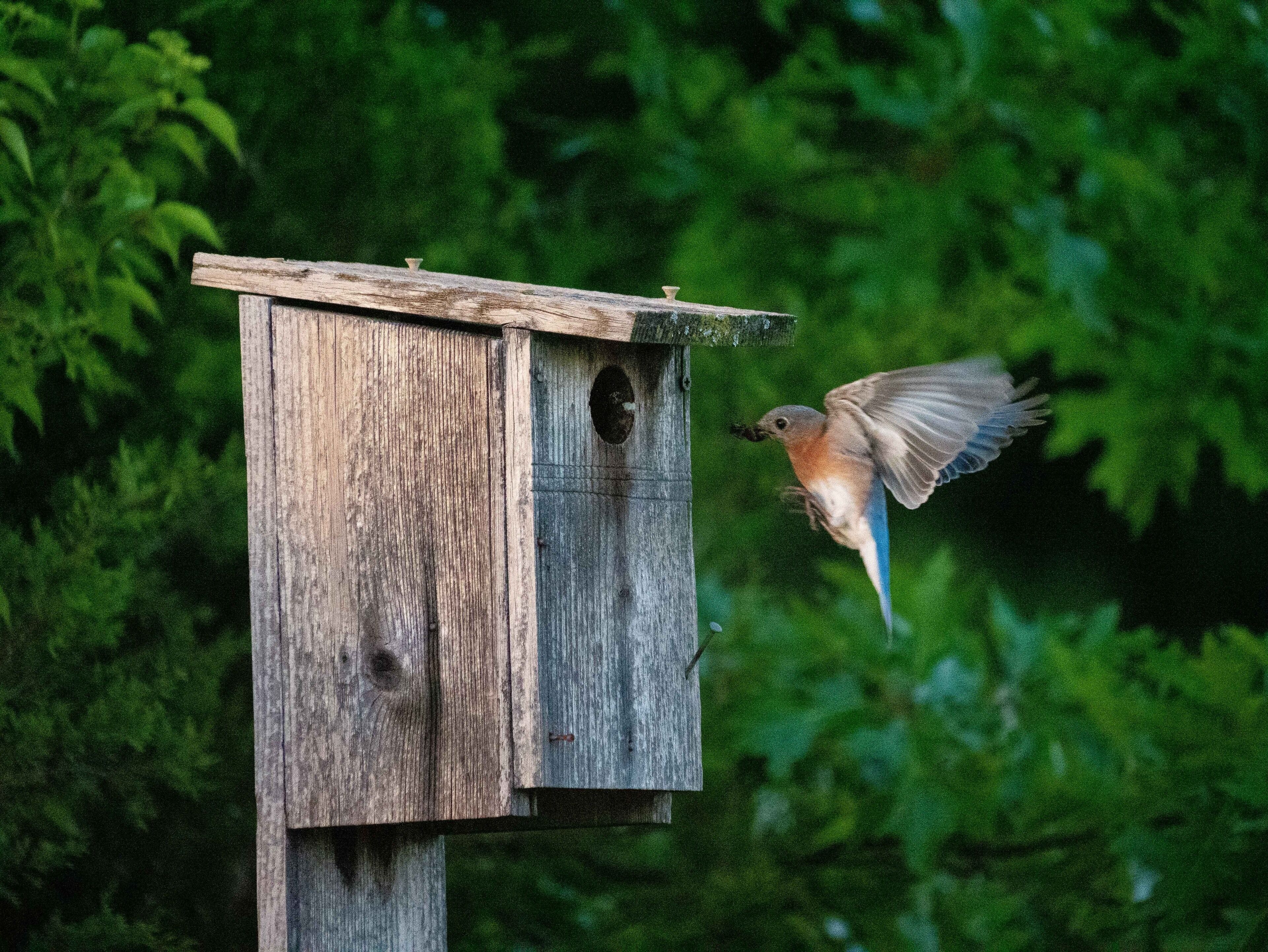 An Eastern Bluebird approaches to feed her chicks. #mybackyard