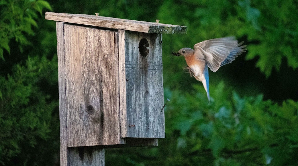 An Eastern Bluebird approaches to feed her chicks. #mybackyard