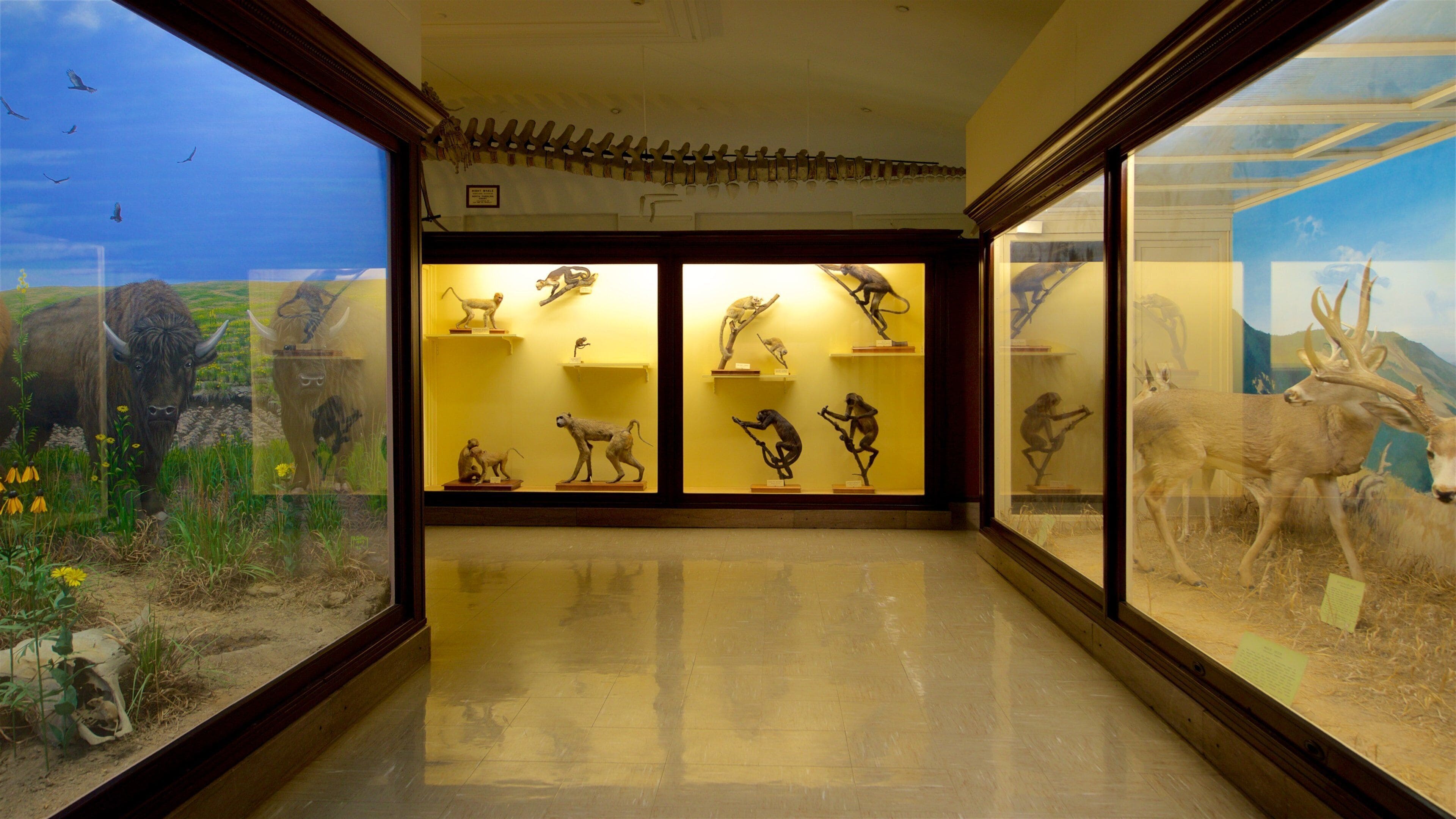 Iowa Museum of Natural History -luonnonhistoriamuseo johon kuuluu sisäkuvat