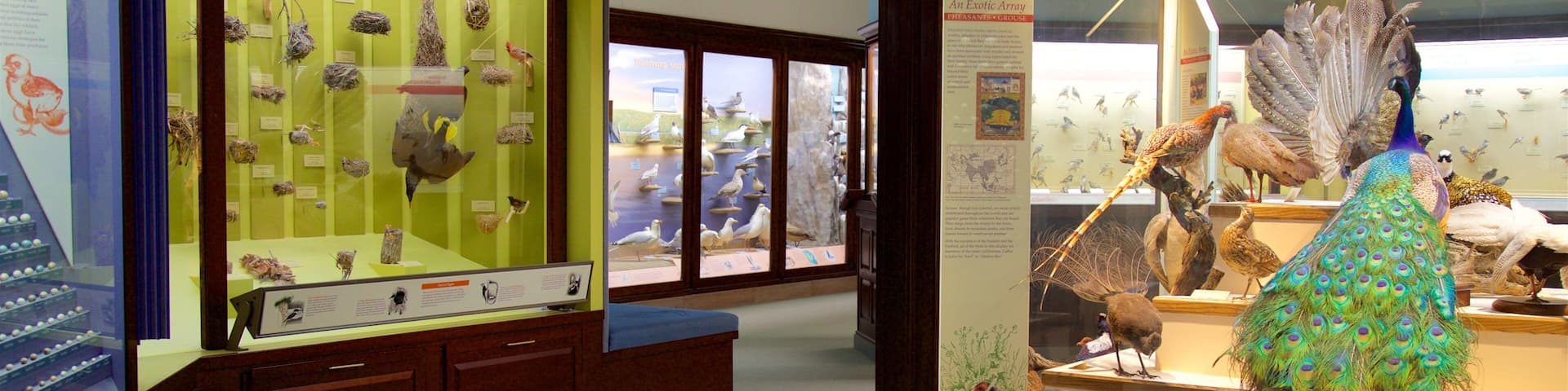 Iowa Museum of Natural History mostrando vistas interiores