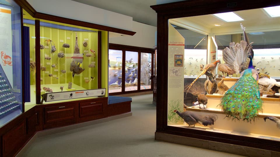 A museum exhibit with various bird specimens and taxidermy displays.