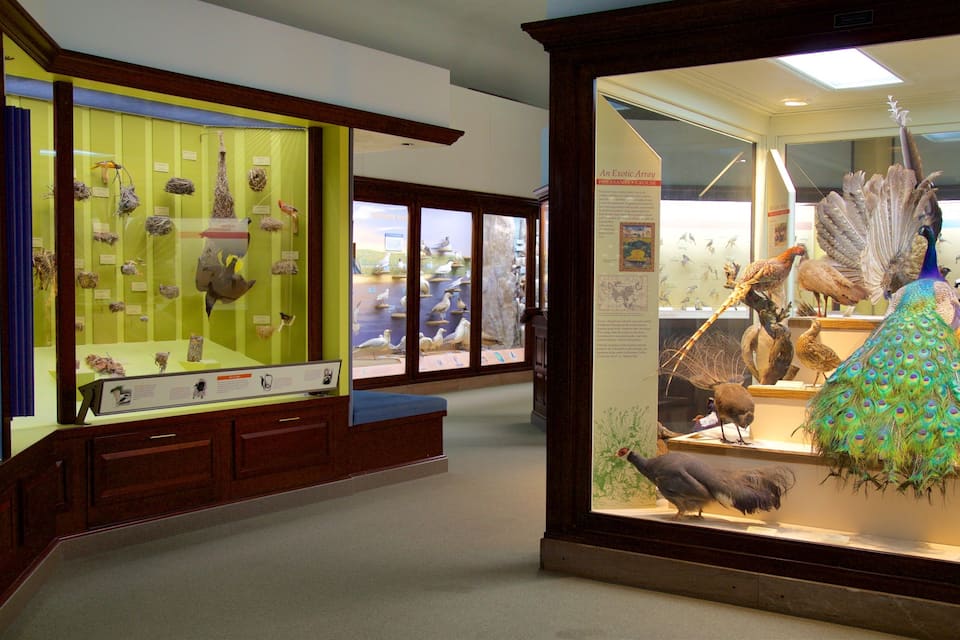 Une exposition de musée présentant diverses espèces d’oiseaux et des spécimens naturalisés.