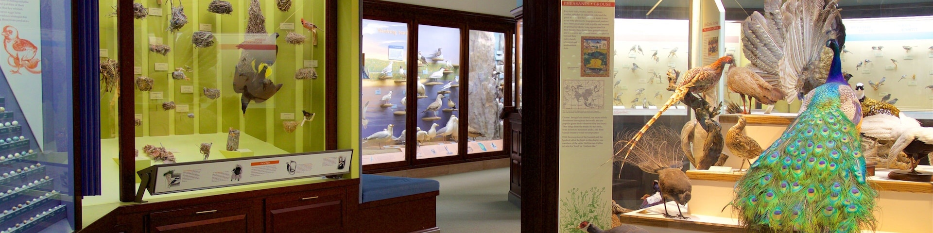 愛荷華州天然歷史博物館 呈现出 內部景觀