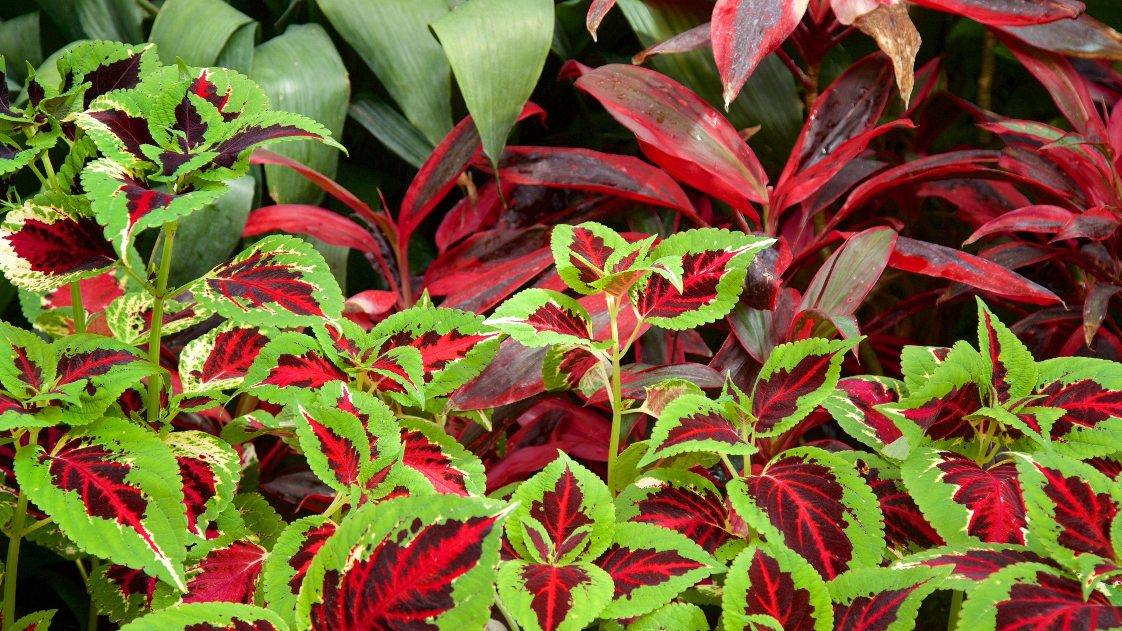 Jardin botanique de Vander Veer mettant en vedette fleurs sauvages