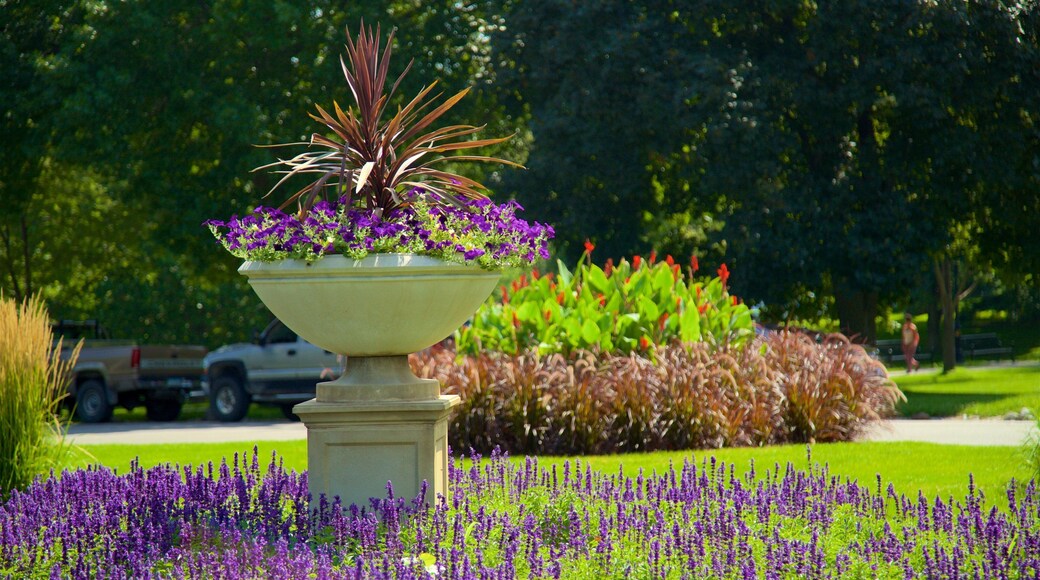 Jardin botanique de Vander Veer mettant en vedette fleurs sauvages et parc