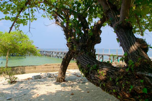 A beach with a tree, a wooden pier, and calm water.