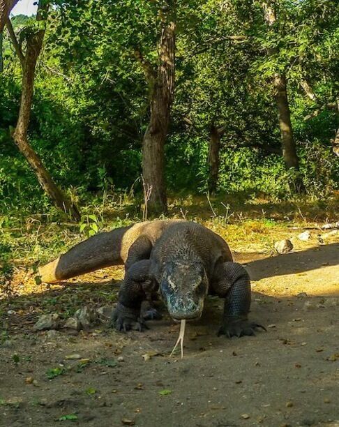 A large monitor lizard in a forested area with trees and a dirt path.