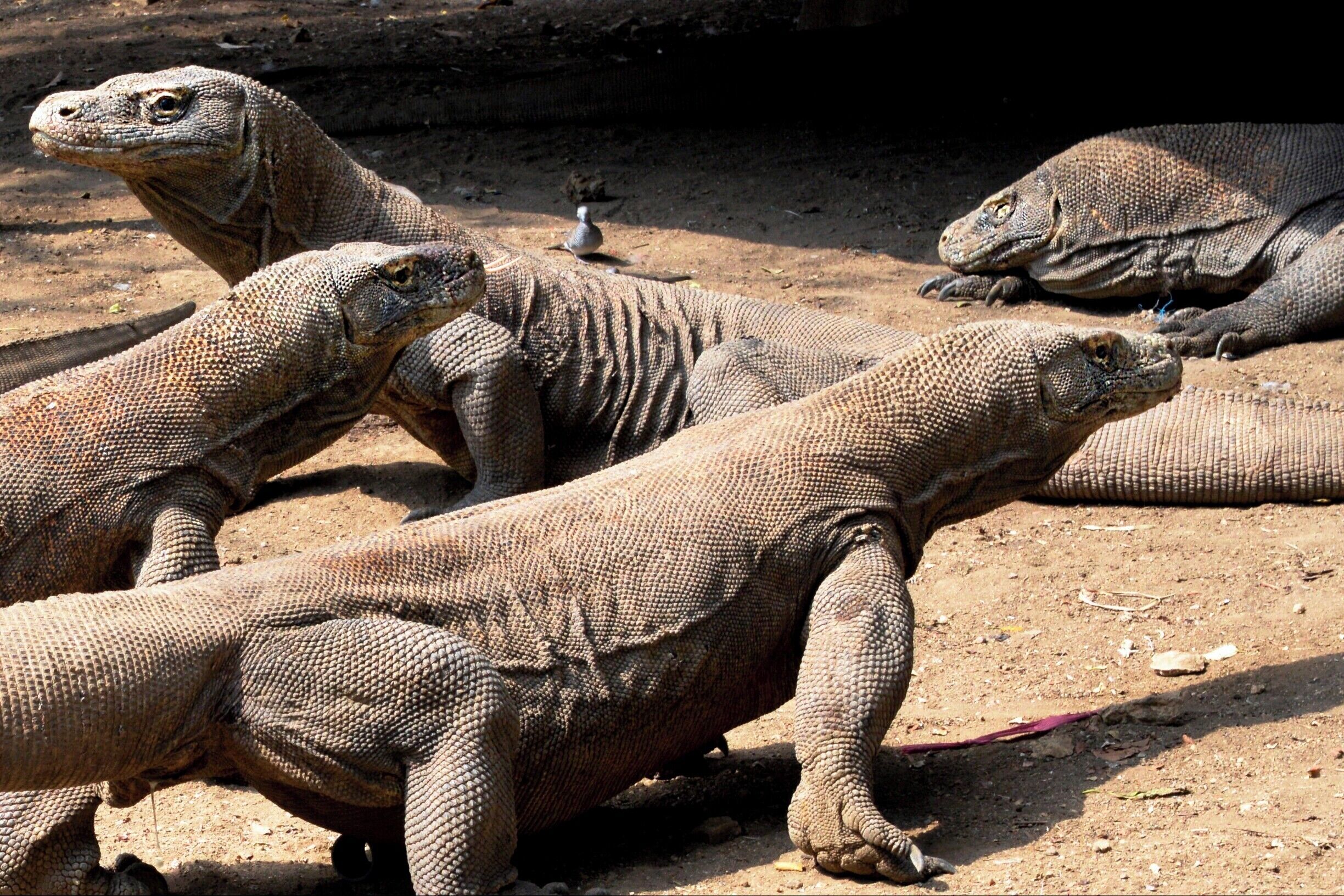 Komodo dragons. 