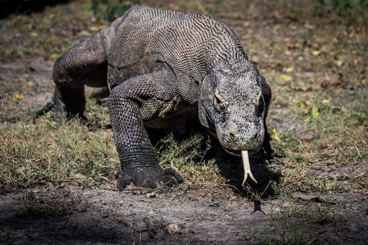 A Komodo dragon on a dirt path.