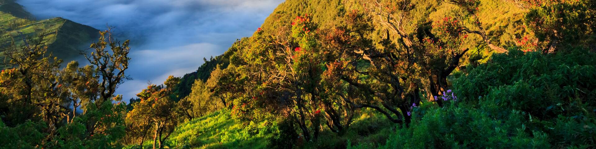 Bromo volcano at sunrise,Tengger Semeru National Park, East Java, Indonesia