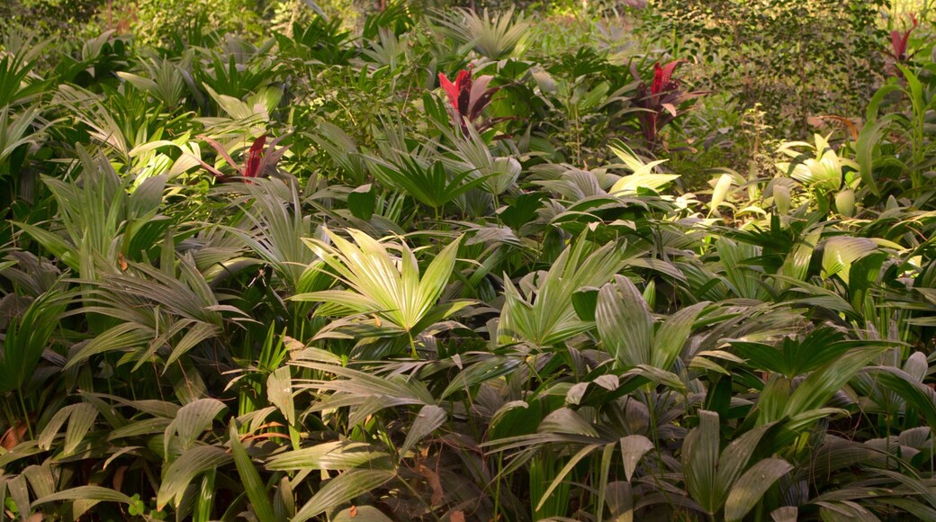 찌니 까 라우자 이 포함 꽃 과 야생화