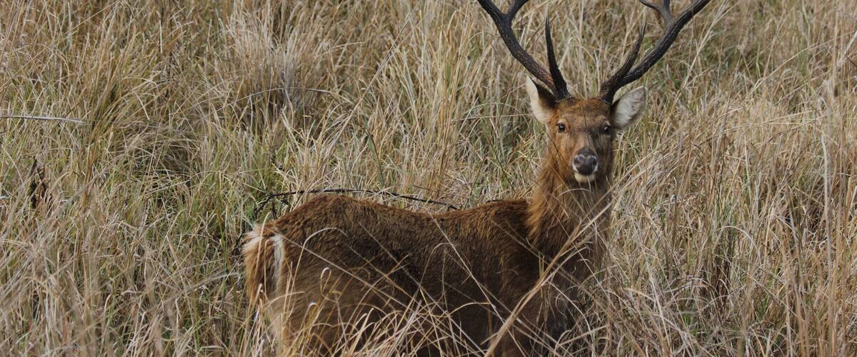 Barasinga deer. It was one of the threatened species in India. Kanha is proud to breed them and it is one of the place where you can now find them in abundance,