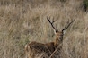Barasinga deer. It was one of the threatened species in India. Kanha is proud to breed them and it is one of the place where you can now find them in abundance,
