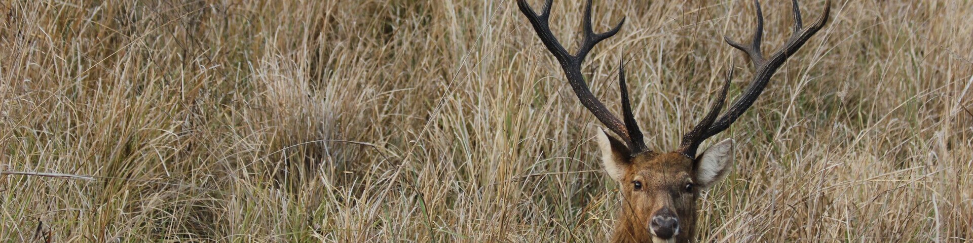 Barasinga deer. It was one of the threatened species in India. Kanha is proud to breed them and it is one of the place where you can now find them in abundance,