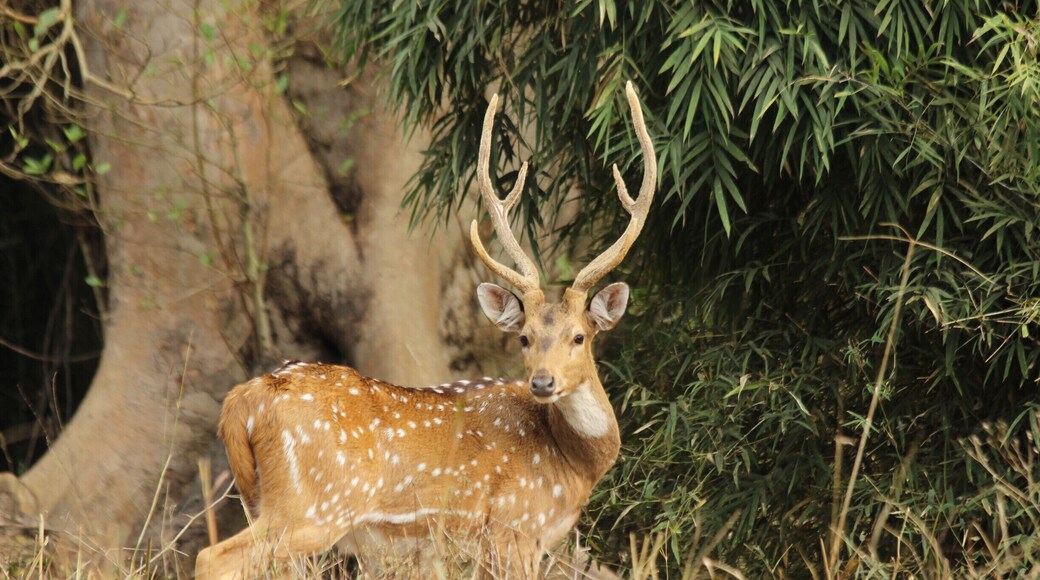 Spotted deer posing :)
