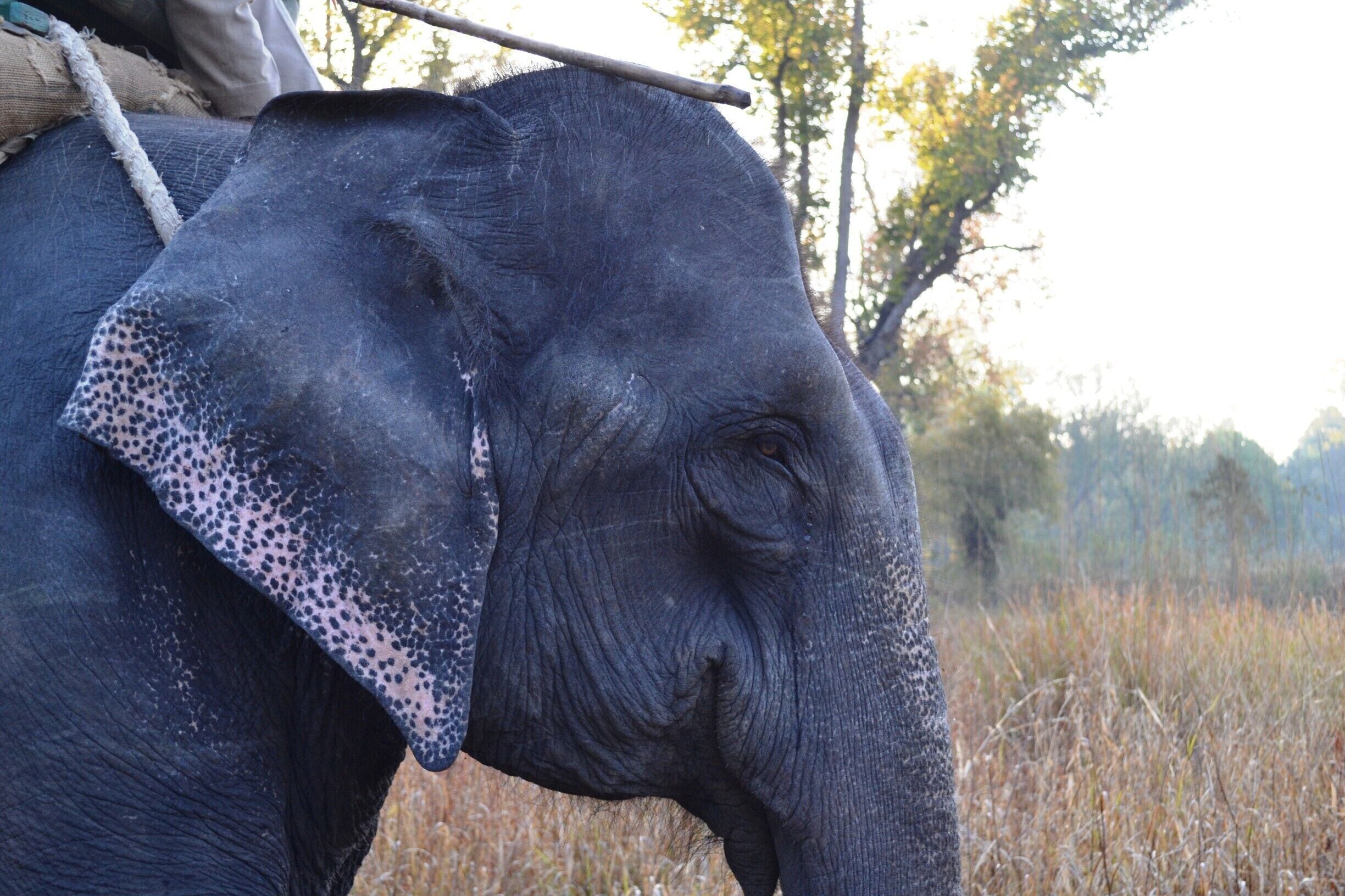 Just look at this handsome fellow ! It's one thing to see the animals in the wild, it's another to watch the Jungle Patrol ! Hello Jungle book !! #thetinytaster #tinygoestravelling #india #forest www.thetinytaster.com 
