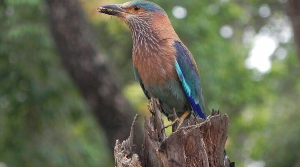 Indian Roller or #Blue Jay. When it spreads its wings and takes a flight the sight is just beautiful.