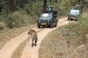 A tiger walking on a dirt road with vehicles and people in the background.
