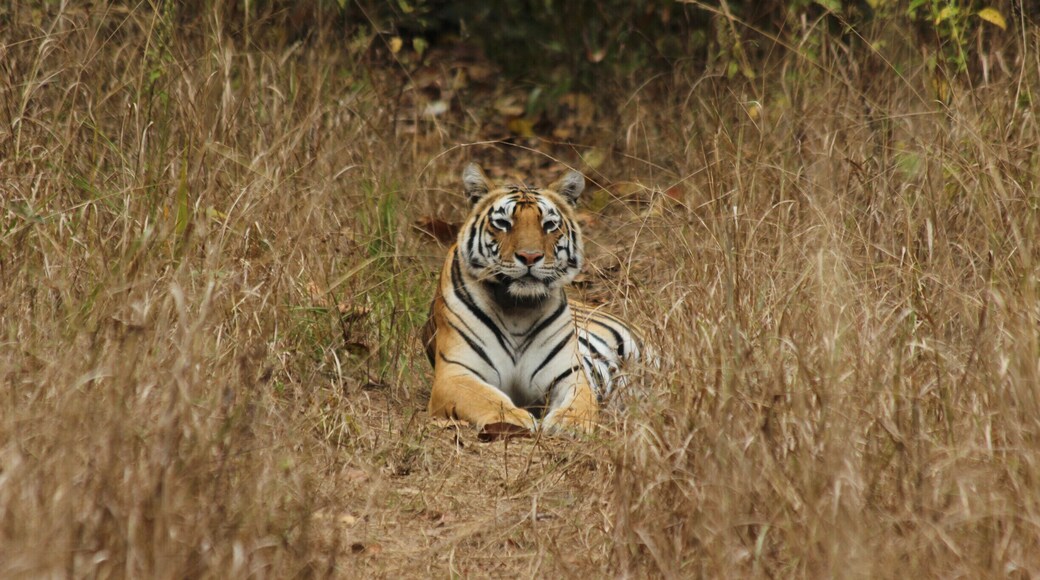 An 'unnamed' tigress of the #jungle of Central #India