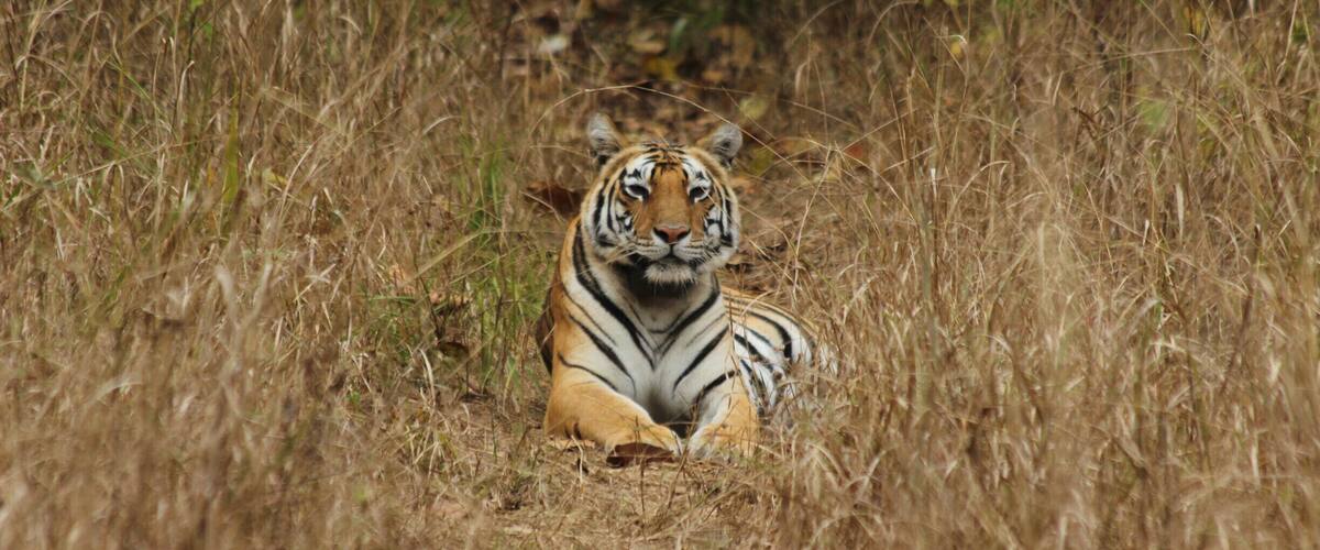An 'unnamed' tigress of the #jungle of Central #India