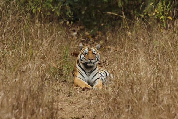 An 'unnamed' tigress of the #jungle of Central #India