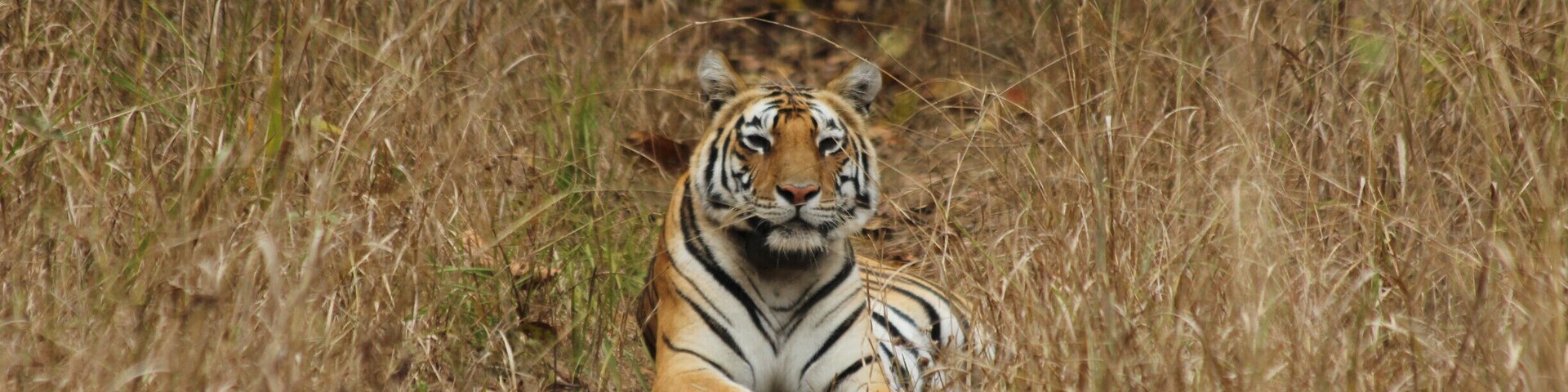 An 'unnamed' tigress of the #jungle of Central #India