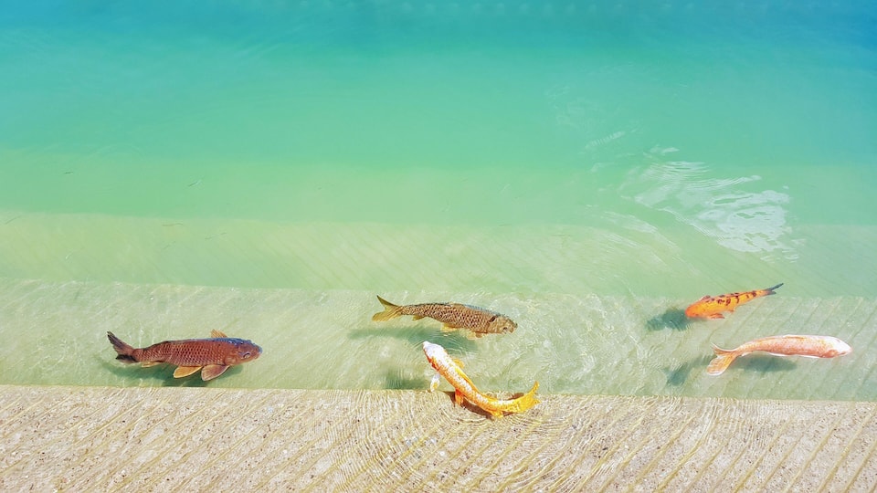 Beautiful fish in the holy lake surrounding the Golden temple in Amritsar