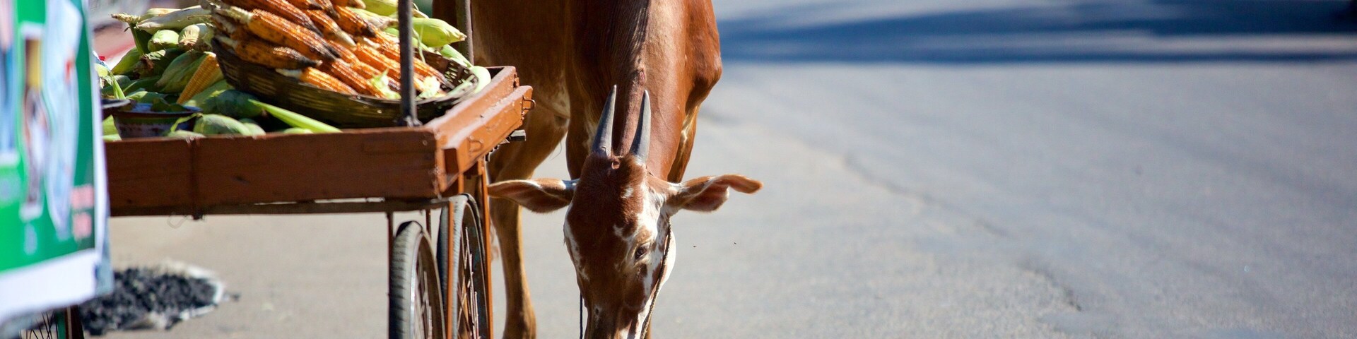Una vaca al lado de un carro con maíz en una calle.