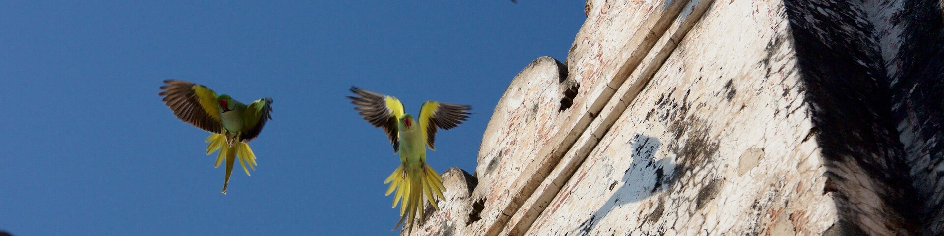 Adalaj Vav showing bird life