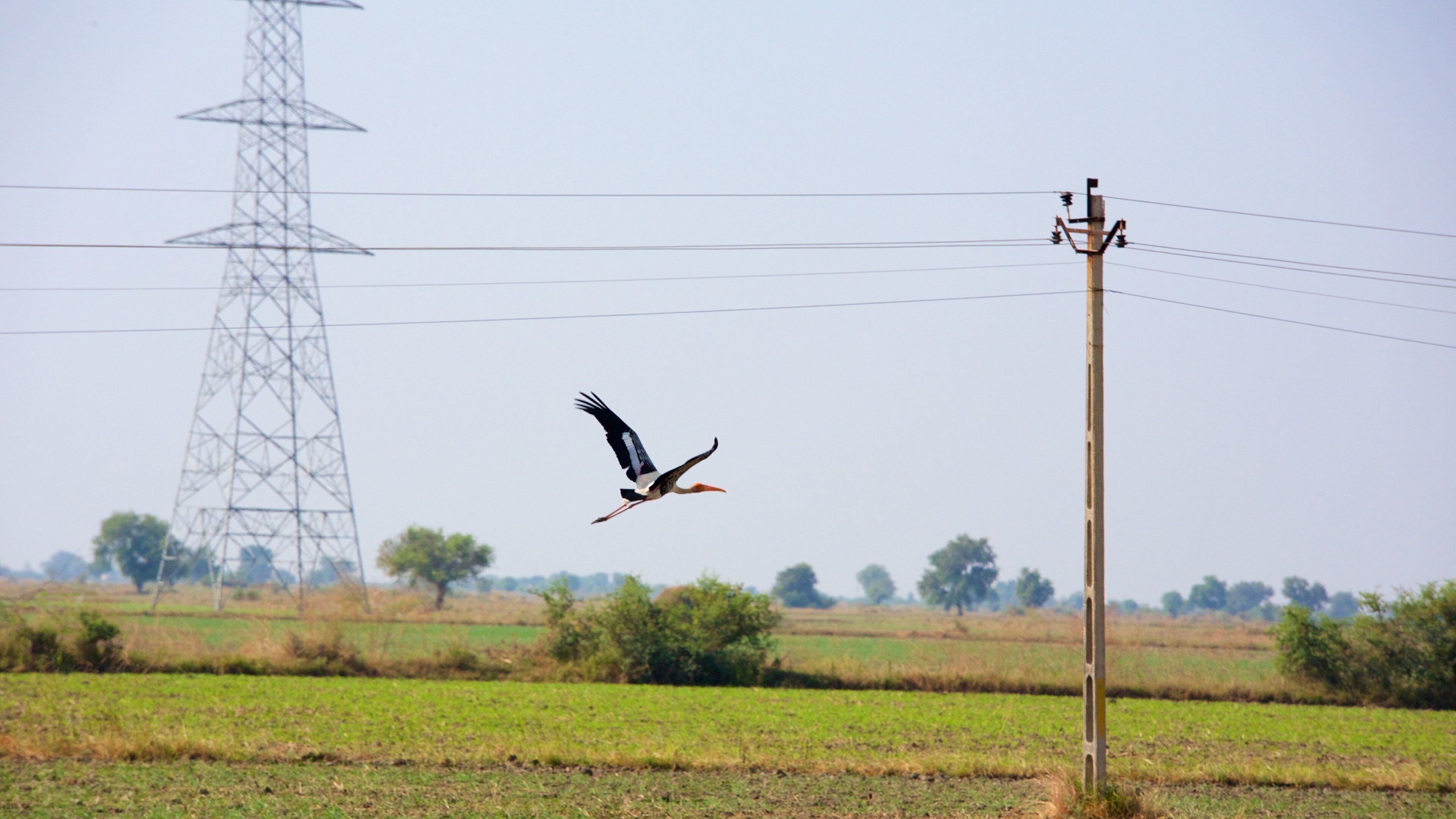 Lothal mostrando terreno coltivato e volatili