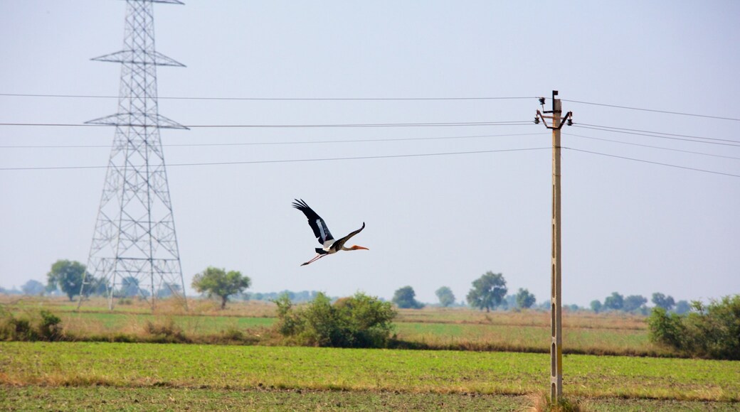 Lothal mostrando terreno coltivato e volatili