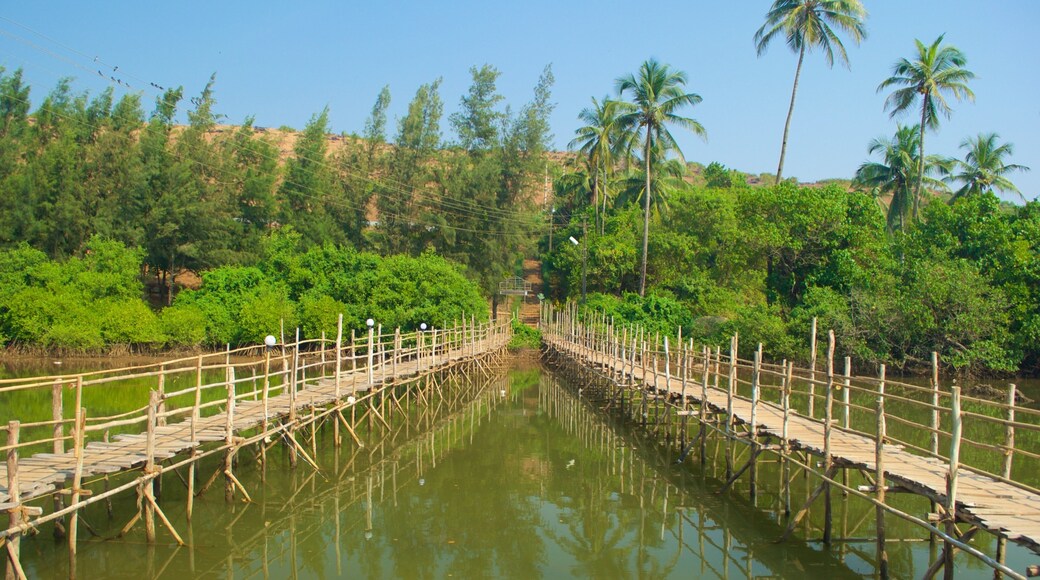 Mandrem Beach showing a river or creek and forest scenes