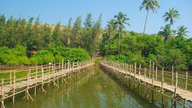 Mandrem Beach showing a river or creek and forest scenes