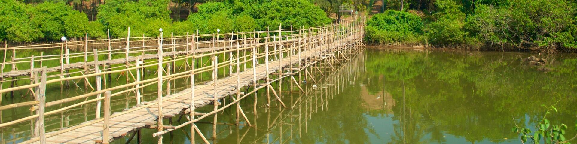 Mandrem Beach showing forest scenes and a river or creek