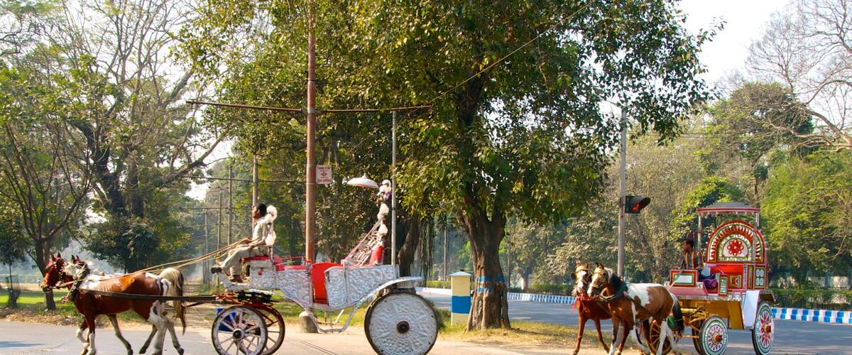 Maidan featuring land animals and street scenes