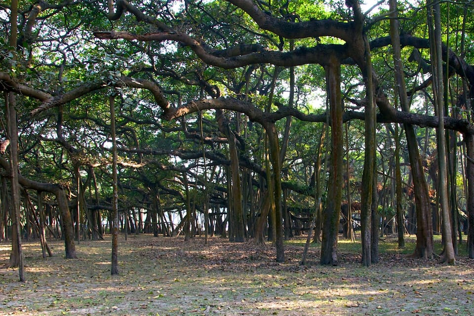 A dense forest with numerous trees and a ground covered in dry leaves.