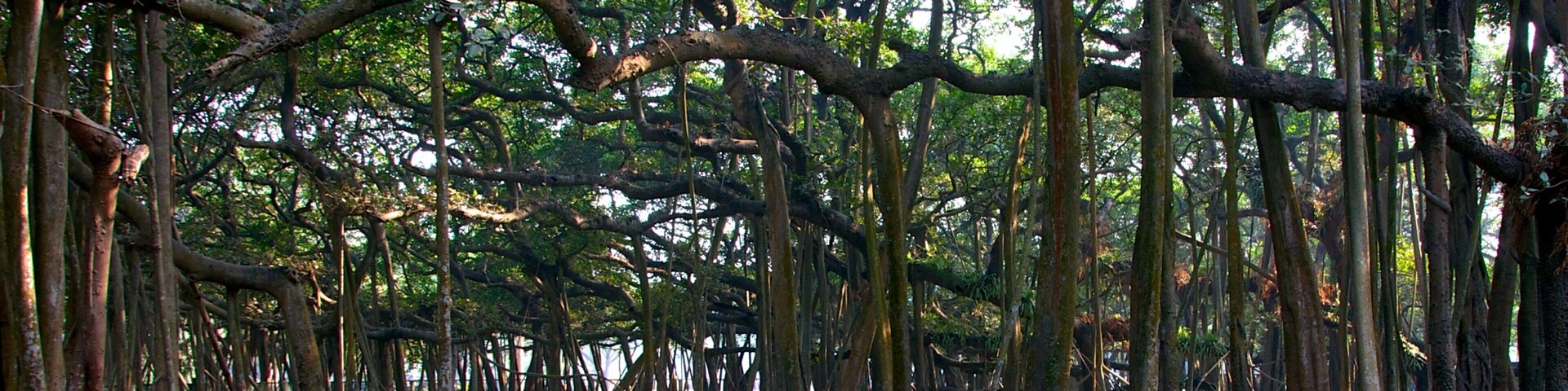 Un bosque denso con numerosos árboles y el suelo cubierto de hojas secas.