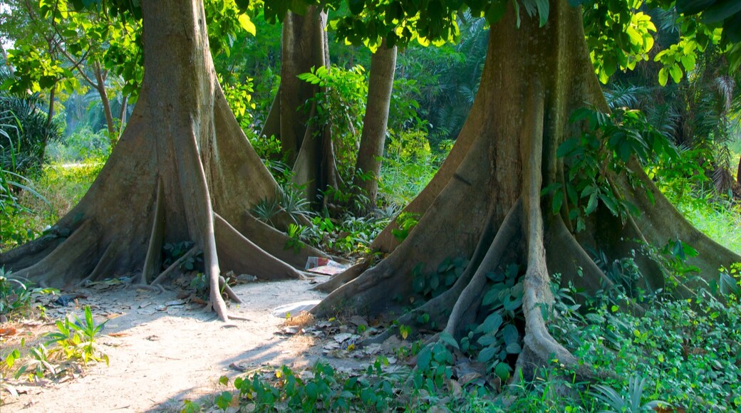 Botanical Gardens mostrando jardín