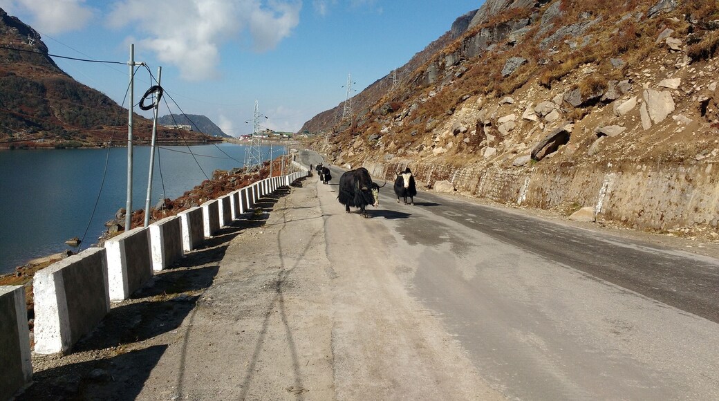 Sunny Side
Yaks trudge on on a warm sunny day..
Tsomogo lake attracts many a tourists, its one of the major attractions of Sikkim State...a growing destination for adventure tourism.