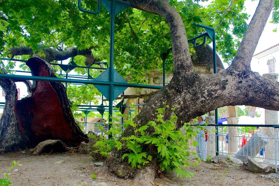 A large tree with a thick trunk and sprawling branches, surrounded by greenery and metal structures.