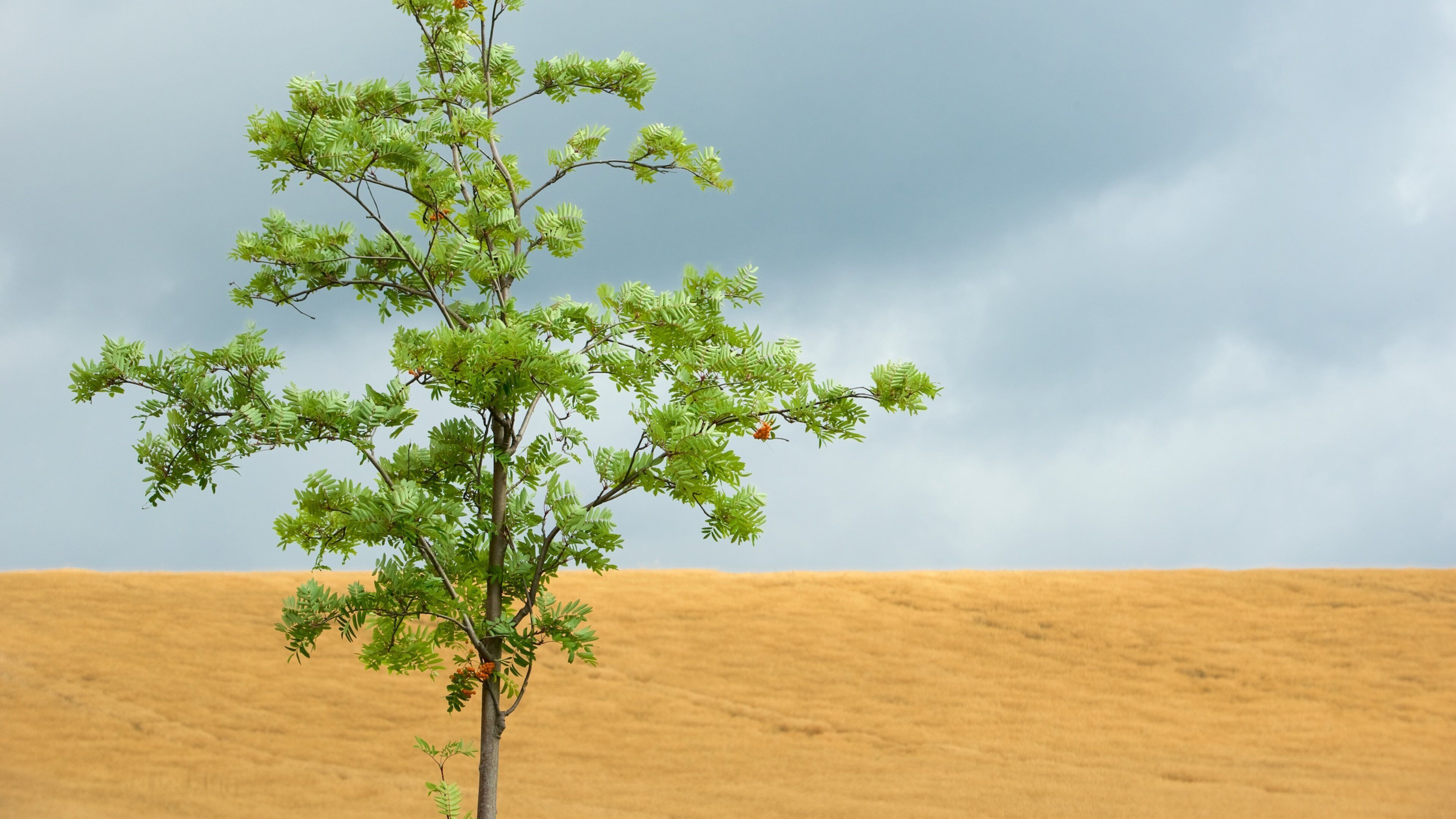 Nationalpark Sachsische Schweiz som visar öknar