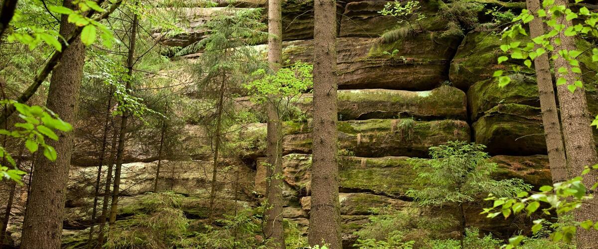 Saxon Switzerland National Park featuring forest scenes