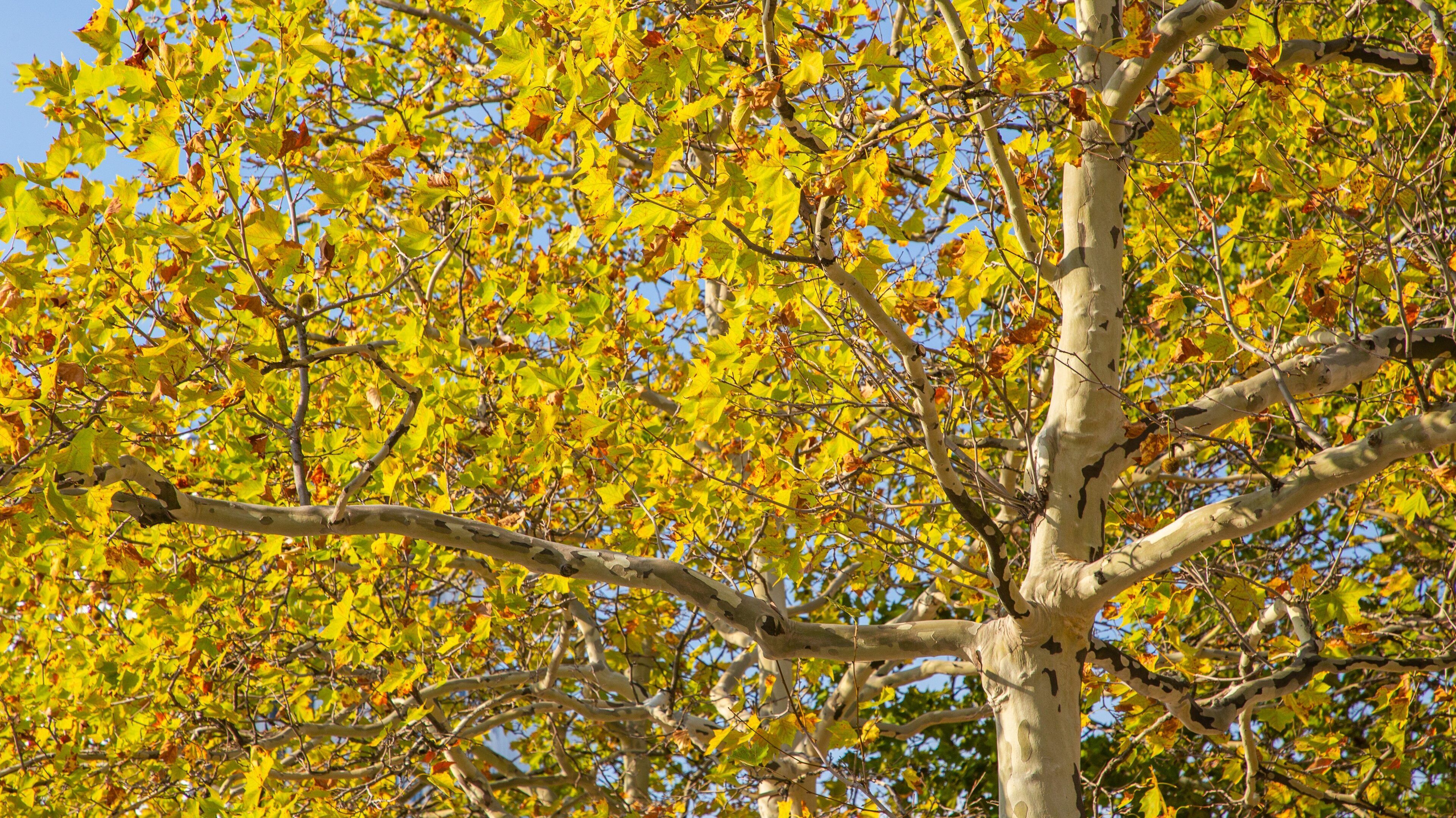 Festhalle Frankfurt featuring a garden
