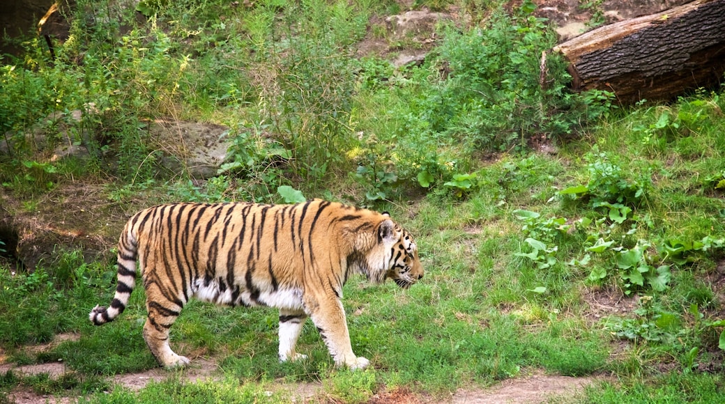 Leipzig Zoo showing zoo animals and dangerous animals
