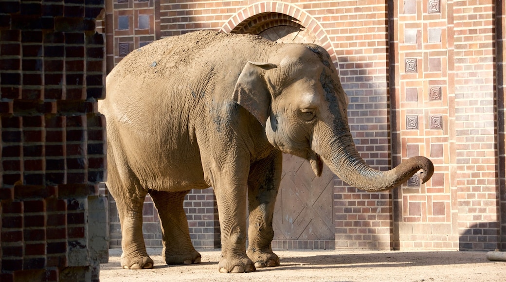 萊比錫動物園 设有 陸上動物 和 動物園裡的動物