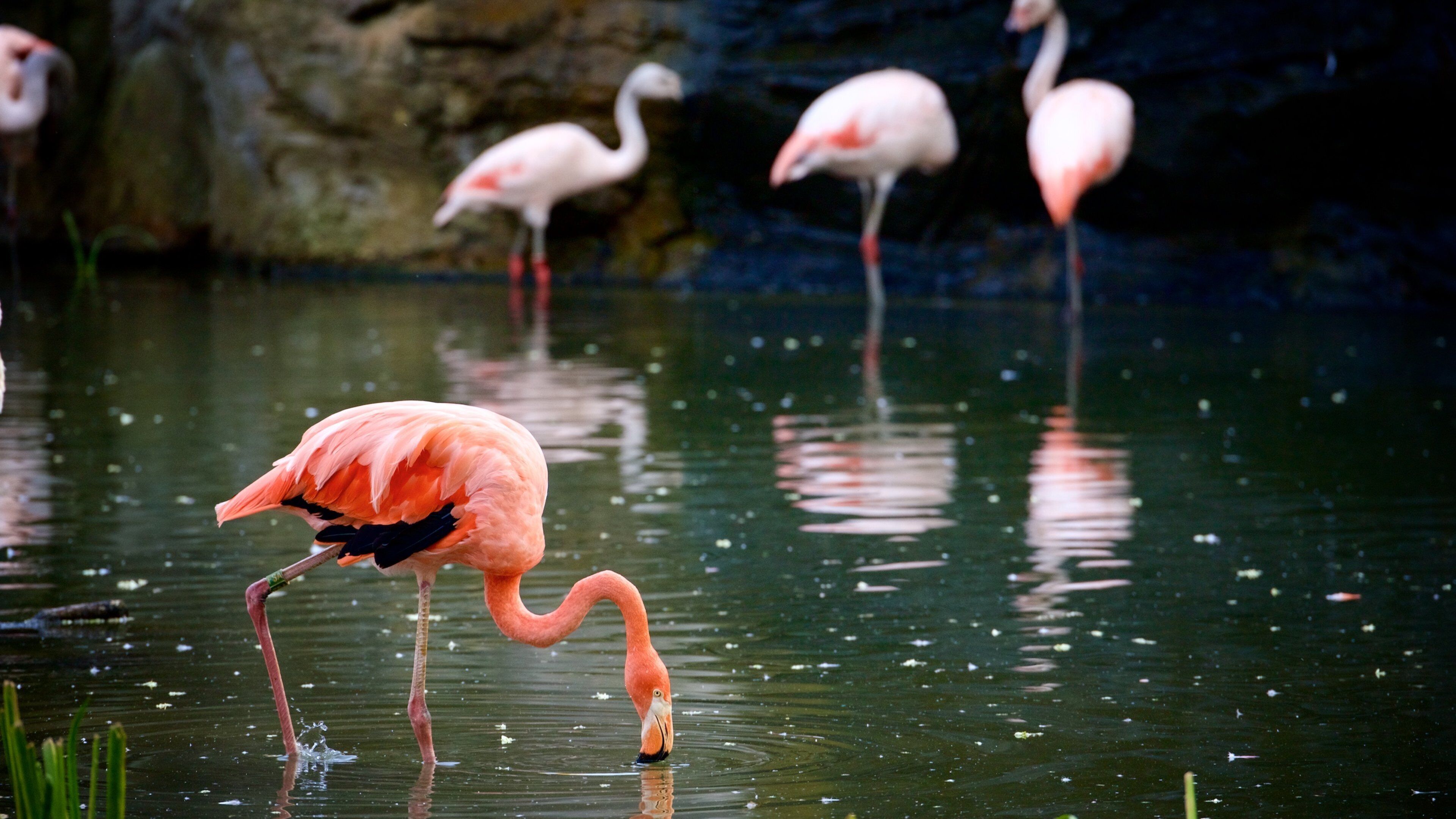 Leipzig Zoo featuring zoo animals and bird life