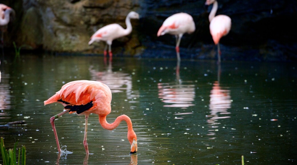 Leipzig Zoo bevat dierentuindieren en vogels